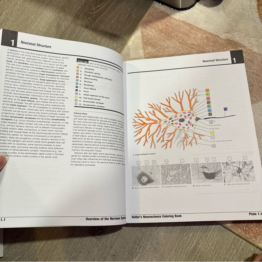 Netter’s Neuroscience Coloring Book - Picture 6 of 11